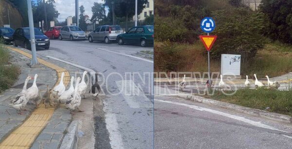 Καβάλα: Οι πάπιες… το έσκασαν και βγήκαν στο δρόμο! (φωτο)