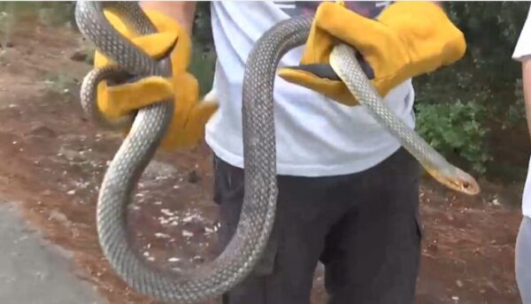 Φίδι σχεδόν δύο μέτρα αναστάτωσε σπίτι στο Πανόραμα-Απομακρύνθηκε από εθελοντές
