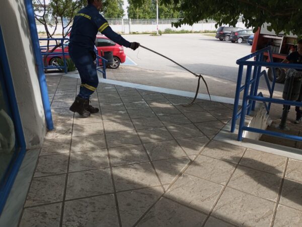 Σέρρες: Φίδι, μπήκε σε κυλικείο!