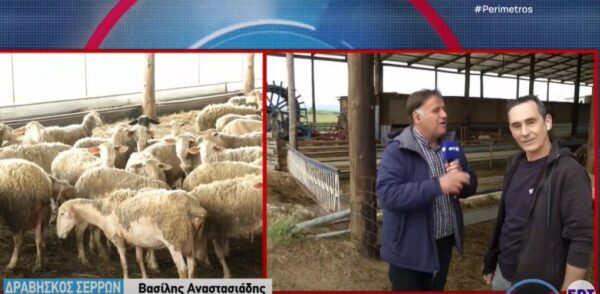 Μιχάλης Ψαρέλλης: Ο κτηνοτρόφος από τις Σέρρες που παίζει μουσική στα ζώα του και τα "εμπνέει"