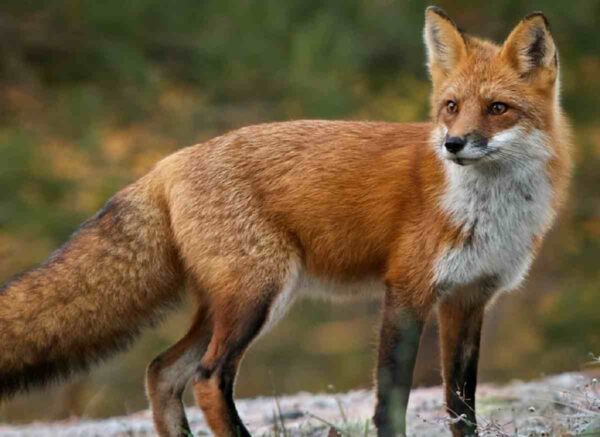 Ελεύθερος άνευ όρων ο 51χρονος που πυροβόλησε και σκότωσε αλεπού
