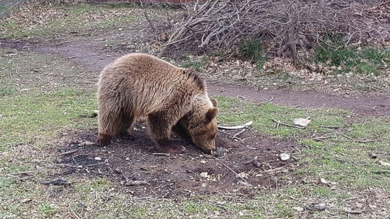 Τι συμβαίνει με τις αρκούδες που κατεβαίνουν όλο και πιο συχνά σε κατοικημένες περιοχές της Δ.Μακεδονίας