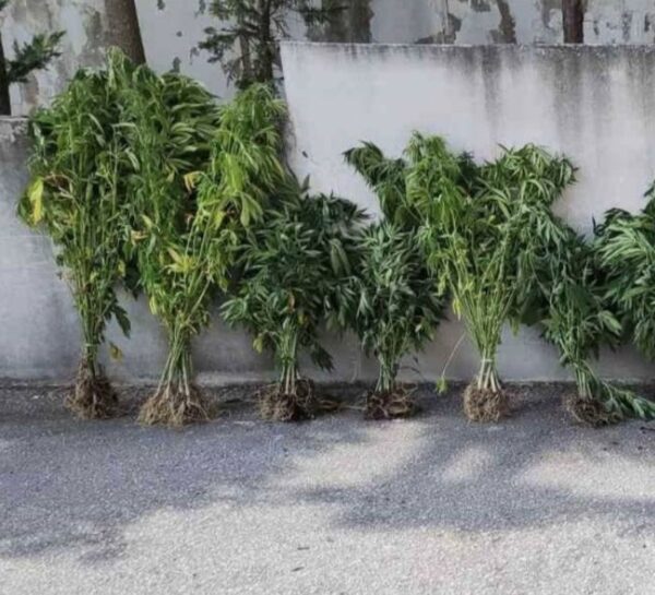 Θεσσαλονίκη: Έκρυβε δασάκι με χασισόδεντρα μέσα σε χωράφια (φωτο & video)