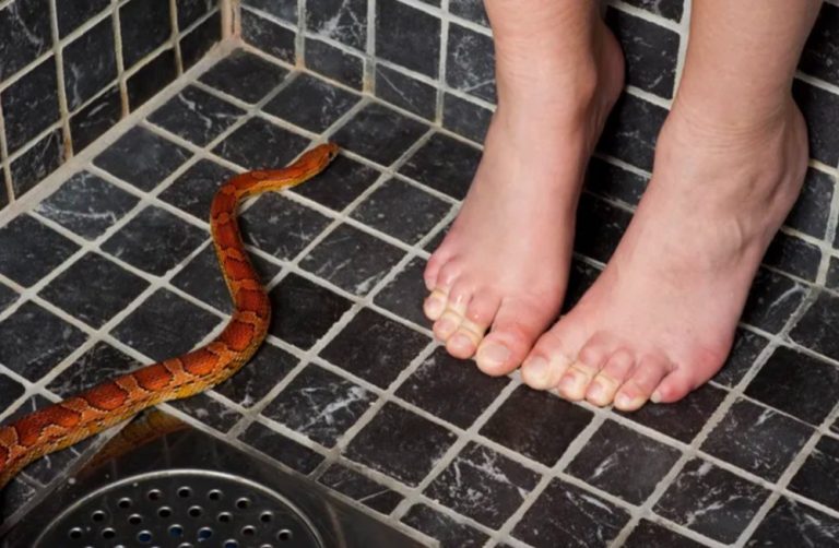 Τρόμος για άνδρα στη Λάρισα: Φίδι εμφανίστηκε από την μπανιέρα του διαμερίσματός του!