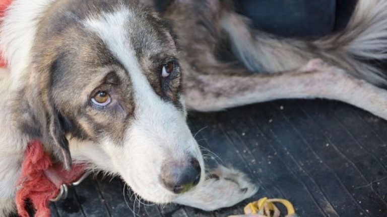 Καβάλα: Στο αυτόφωρο γιατί επιτέθηκε σε γνωστό αδέσποτο σκύλο