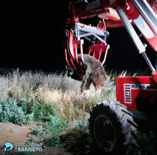Καστοριά: Χτύπησε και σκότωσε με το αυτοκίνητο αρκούδα 300 κιλών -φωτο