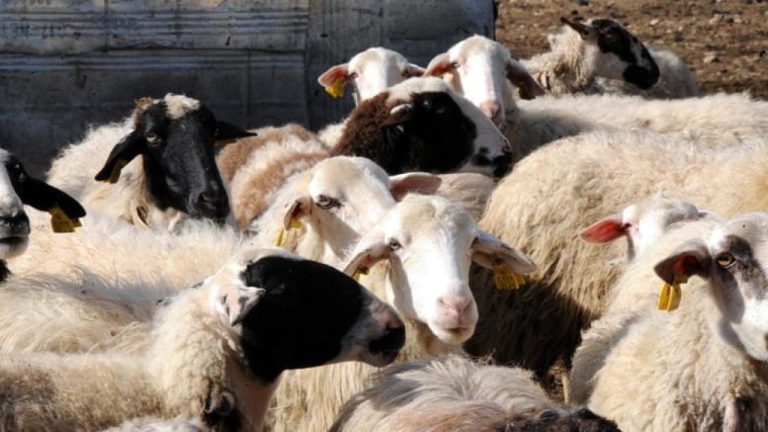 Ανησυχία για τα κρούσματα πανώλης σε πρόβατα και κατσίκες στη Θεσσαλία