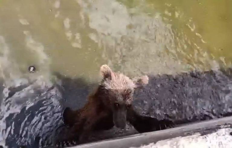 Αρκούδα εγκλωβίστηκε σε δεξαμενή νερού