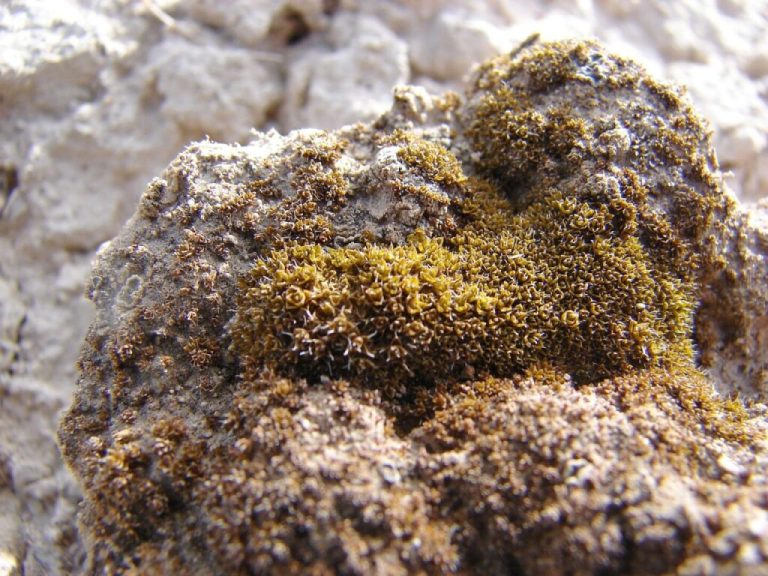 Επιστήμονες ανακάλυψαν βρύα της ερήμου που μπορούν να επιβιώσουν στον Άρη