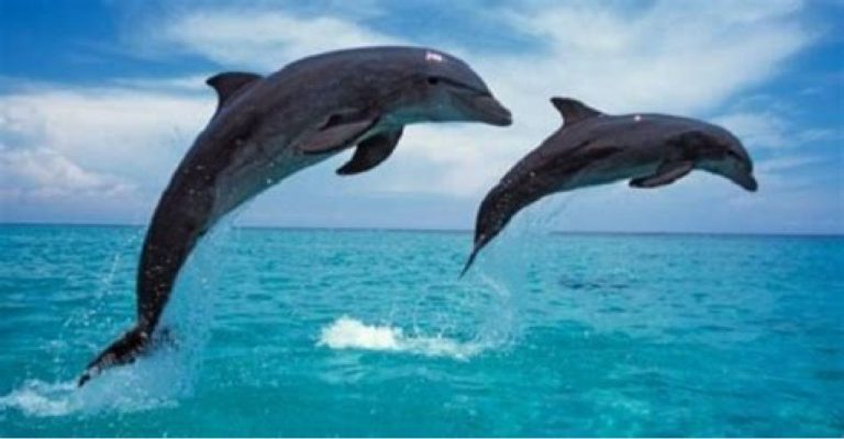 Ακρωτηριασμένο δελφίνι βρέθηκε στη Σάμο – «Το άφησαν να πεθάνει από αιμορραγία»
