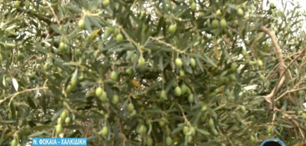 Χαλκιδική: Καταστροφές σε χιλιάδες ελαιόδεντρα στη Νέα Φώκαια από το χαλάζι- video