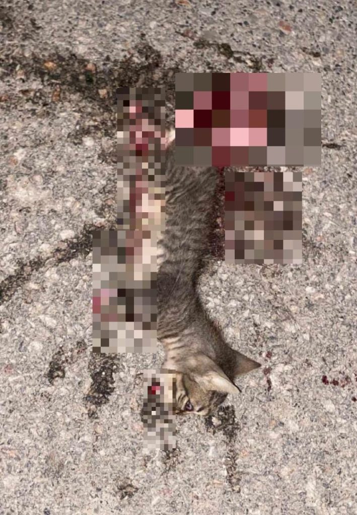  Θεσσαλονίκη: Παρέμβαση εισαγγελέα για το γατάκι που βρέθηκε νεκρό με ακρωτηριασμένα πόδια στον Λαγκαδά – Σκληρή εικόνα 