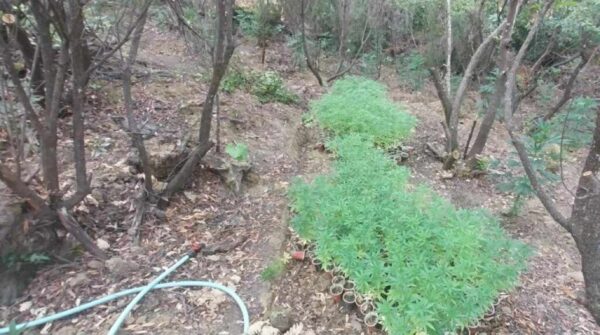 Σχεδόν 1.000 δενδρύλλια κάνναβης σε κρυμμένη φυτεία στην Κοζάνη – Τρεις συλλήψεις
