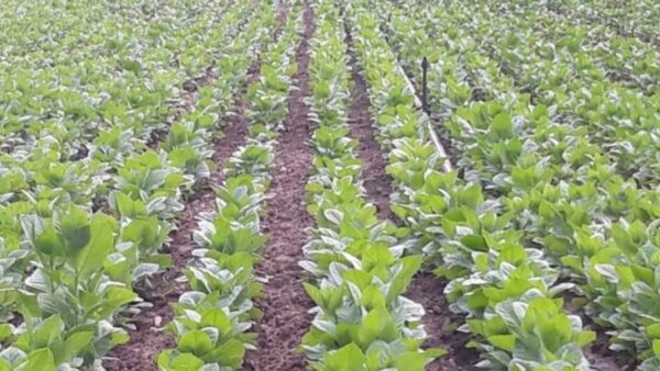 Πιερία: Την παραδοσιακή καλλιέργεια του καπνού κρατάνε «ζωντανή» οκτώ οικογένειες