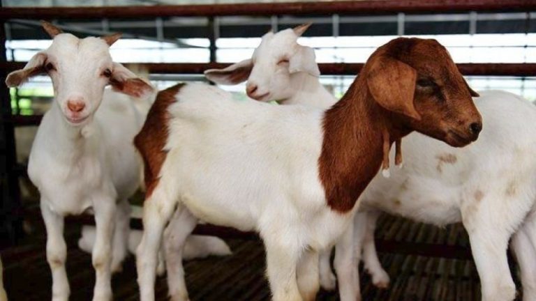 Περισσότεροι από 100 κτηνίατροι ξεκίνησαν τους ελέγχους για την πανώλη σε κτηνοτροφικές μονάδες της Θεσσαλίας