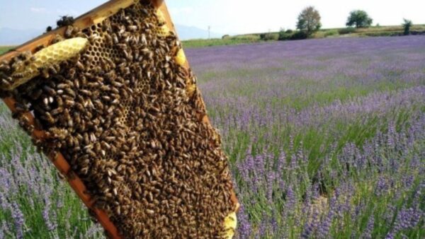 Κερδίζει έδαφος η Βιολογική Μελισσοκομία - Τα μέτρα στήριξης από το ΥΠΑΑΤ
