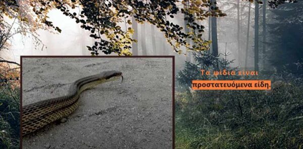 Όλη η ΑΛΗΘΕΙΑ για τα φίδια της Ελλάδας - Χρήσιμες οδηγίες