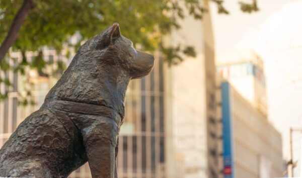 8 πράγματα που δεν γνωρίζατε για τον Χάτσικο, τον πιο πιστό σκύλο της Ιαπωνίας