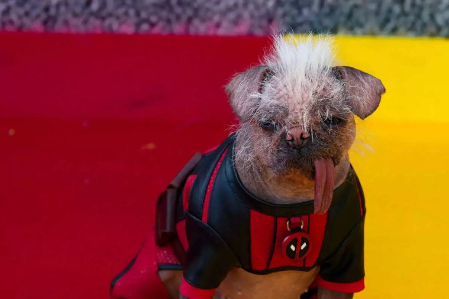 Ο Ράιαν Ρέινολντς αγκαλιά με τον πιο άσχημο σκύλο της Βρετανίας – Θα πρωταγωνιστήσει στη νέα του ταινία, «Deadpool & Wolverine»