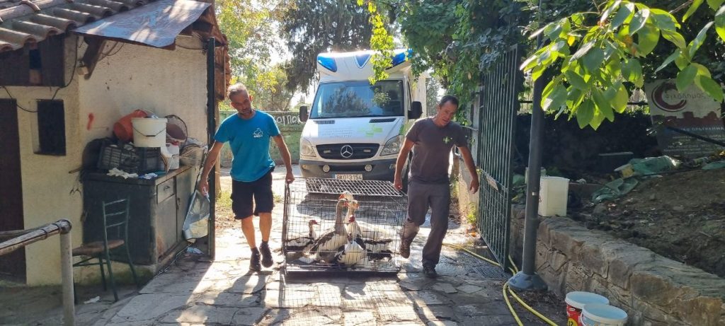 Σέρρες: Σε ασφαλές μέρος οι χήνες και χηνόπαπιες της τεχνητής λίμνης στην Κοιλάδα