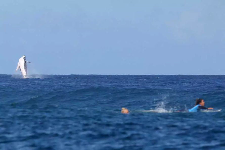 Ολυμπιακοί Αγώνες 2024: Φάλαινα έκλεψε την παράσταση στους ημιτελικούς σέρφινγκ στην Ταϊτή