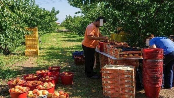 Σε 6.500 ήδη τα στρέμματα με παραμορφωμένα ροδάκινα και νεκταρίνια