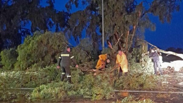 Ξερίζωσε δέντρα το μπουρίνι στη Λαμία