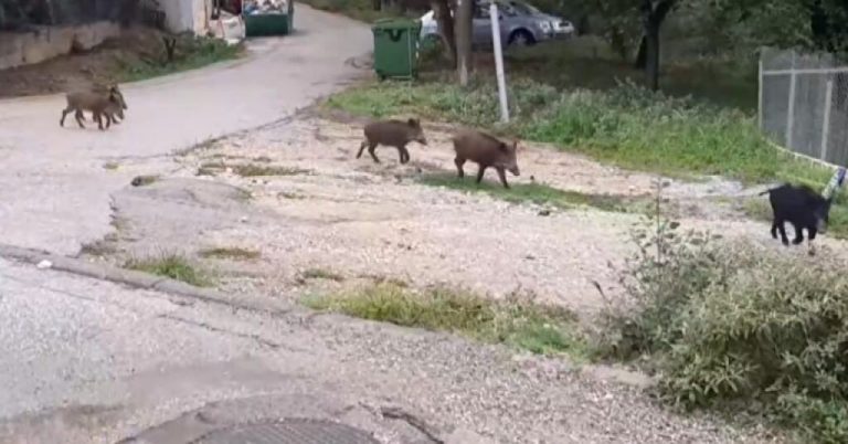 Θεσσαλονίκη: Αγέλη αγριογούρουνων βγήκε βόλτα στο Ρετζίκι