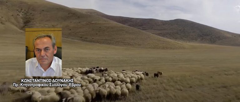 Εκτός ελέγχου η εξάπλωση της ευλογιάς -Από το τραπέζι των διαβουλεύσεων απουσιάζουν οι κτηνοτρόφοι- video