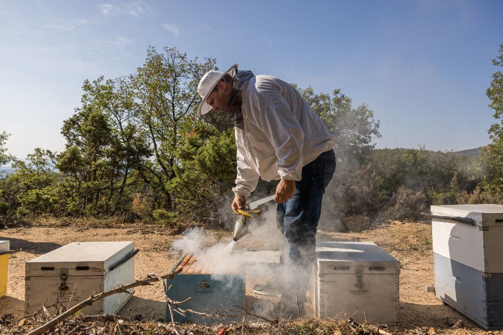 Χαλκιδική: Σουσούρα, ο μωβ θησαυρός του Χολομώντα γλύτωσε από την ξηρασία, δεν «σώζει» όμως την φετινή παρτίδα του μελιού