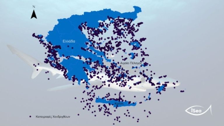 Καρχαρίες και σαλάχια στις ελληνικές θάλασσες τα τελευταία 90 χρόνια μέσα από μελέτη της iSea