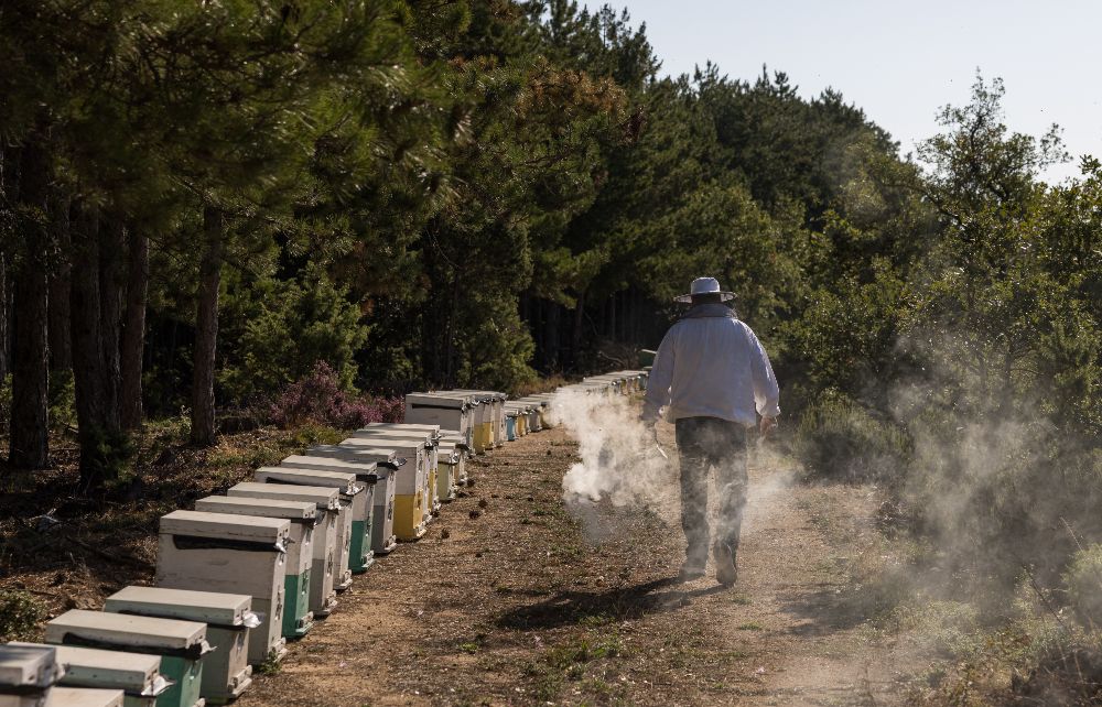 Χαλκιδική: Σουσούρα, ο μωβ θησαυρός του Χολομώντα γλύτωσε από την ξηρασία, δεν «σώζει» όμως την φετινή παρτίδα του μελιού