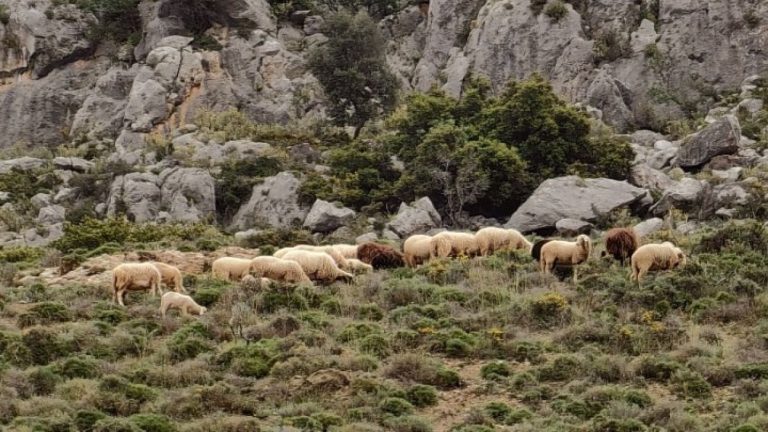 Ευλογιά προβάτων- Σε ποιες περιφέρειες εφαρμόζονται νέα μέτρα και σε ποιες αίρονται