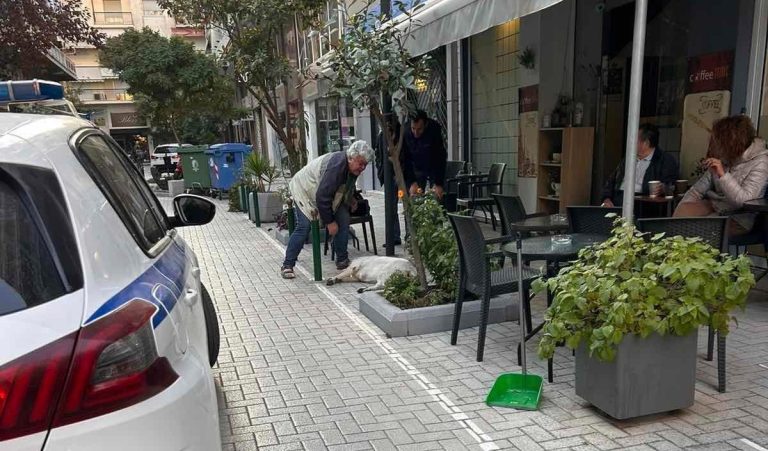 Νεκρό σκυλί από φόλα στις Σέρρες- Ο ΦΟΣ επικήρυξε τους δράστες με το ποσό των 5000 ευρώ