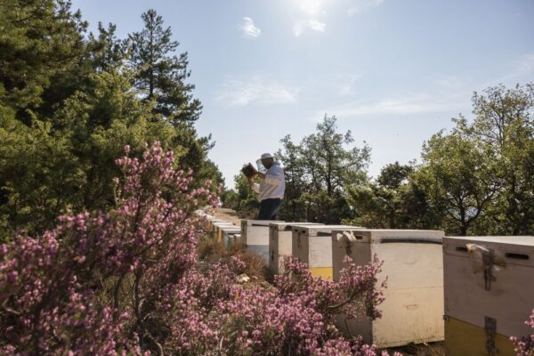 Χαλκιδική: Σουσούρα, ο μωβ θησαυρός του Χολομώντα γλύτωσε από την ξηρασία, δεν «σώζει» όμως την φετινή παρτίδα του μελιού