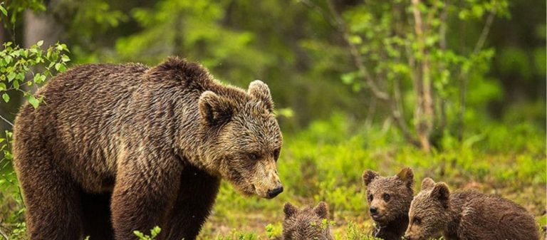 Πέλλα: Εισαγγελική έρευνα για δύο νεκρά μικρά αρκουδάκια – Πιθανότατα εγκληματική ενέργεια