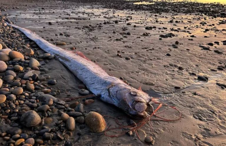 Το doomsday fish εμφανίστηκε ξανά στη Νότια Καλιφόρνια... για τρίτη φορά το 2024