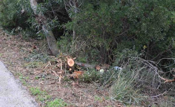 Σέρρες: Αποζημίωση 136.000 ευρώ για τον τραγικό θάνατο άντρα όταν ένα κλαδί δέντρου τον χτύπησε στο κεφάλι - video