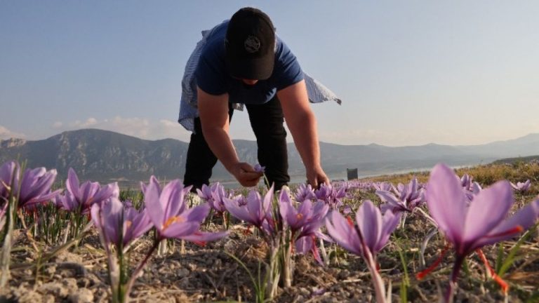 Κοζάνη: Χαμηλές οι προσδοκίες από το μέγεθος της φετινής παραγωγής Κρόκου - Εξασφαλισμένη η πώλησή του στις αγορές του εξωτερικού