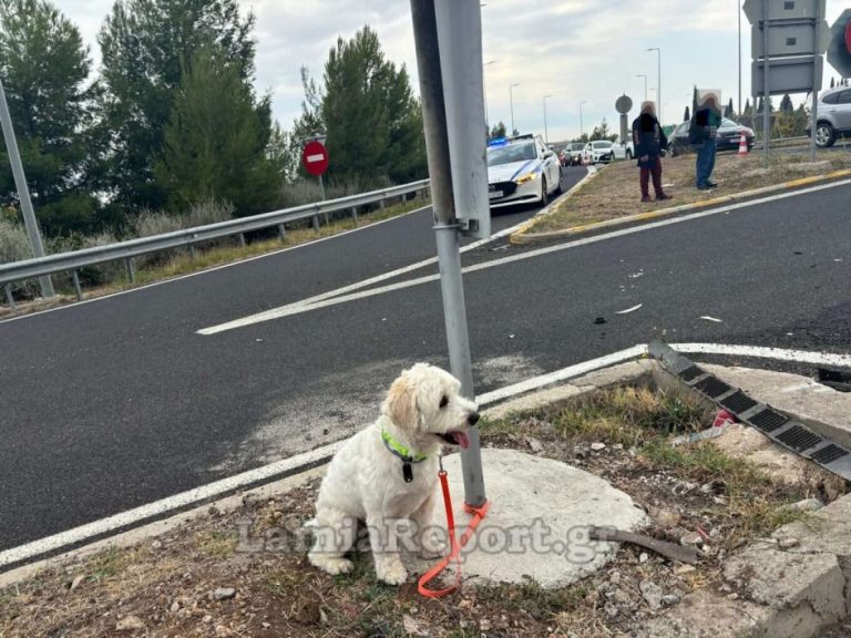 Λαμία: Τι απέγινε ο σκυλάκος από το χθεσινό θανατηφόρο τροχαίο στον κόμβο Αγίας Μαρίνας