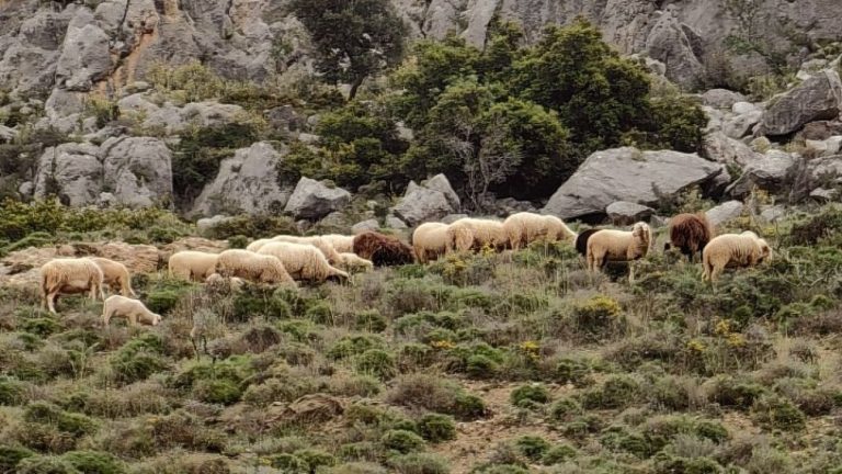 ΥΠΑΑΤ: Νέα μέτρα για την αντιμετώπιση της ευλογιάς των προβάτων