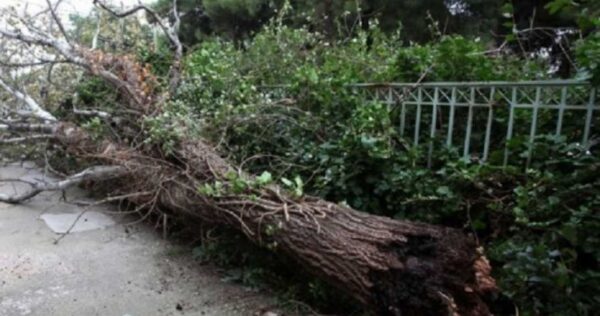 Θεσσαλονίκη: Πτώσεις δέντρων εξαιτίας των ισχυρών ανέμων