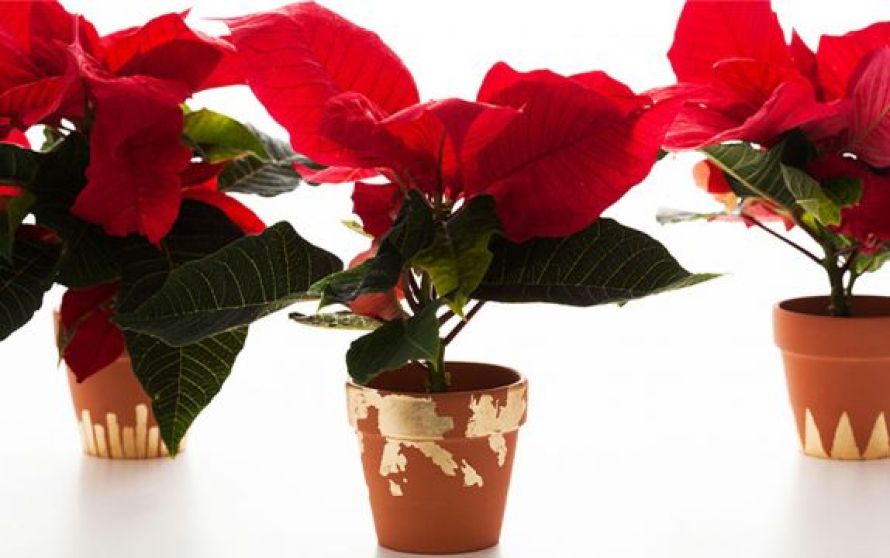 Αλεξανδρινό: Πώς να διατηρήσετε το αγαπημένο χριστουγεννιάτικο φυτό ζωντανό όλο τον χρόνο