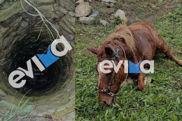 Επιχείρηση διάσωσης της Πυροσβεστικής για άλογο που έπεσε σε πηγάδι της Εύβοιας (φωτο)