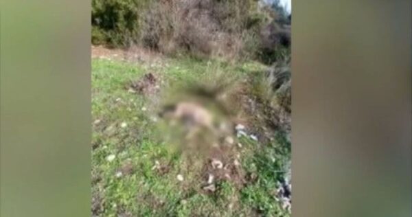 Μαγνησία: Πέταξαν νεκρά πρόβατα σε ρέμα - video