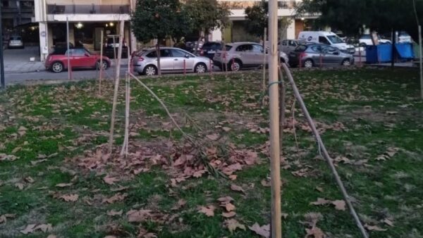 Σπασμένα δέντρα κατά μήκος της Νέας Παραλίας – «Όσο εσείς θα κόβετε, τόσο εμείς θα πυκνώνουμε» απαντά ο Δήμος