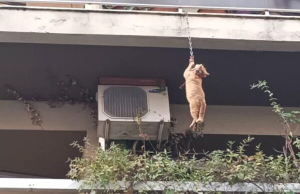 Γάτος κρεμόταν από μπαλκόνι στο Αγρίνιο: Τον έσωσαν περαστικοί