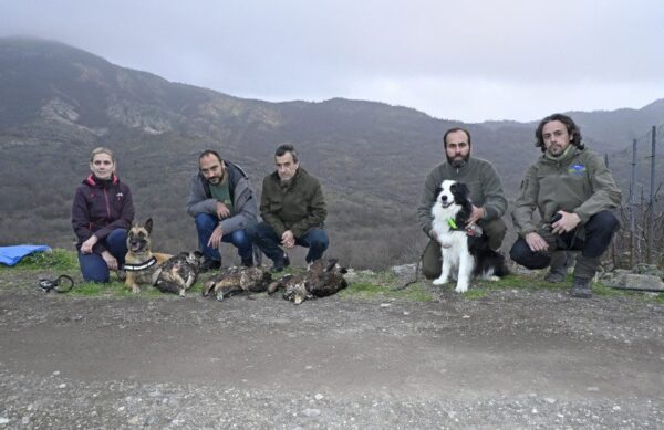 Ζευγάρι σπάνιων χρυσαετών με το νεοσσό τους, βρέθηκαν νεκροί σε ορεινή περιοχή της Ξάνθης