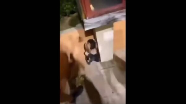 Κομοτηνή: «Πες ζήτω ο Κασιδιάρης, πες το ρε!» - Άνδρες τραμπουκίζουν τρομαγμένο μικρό παιδί - video
