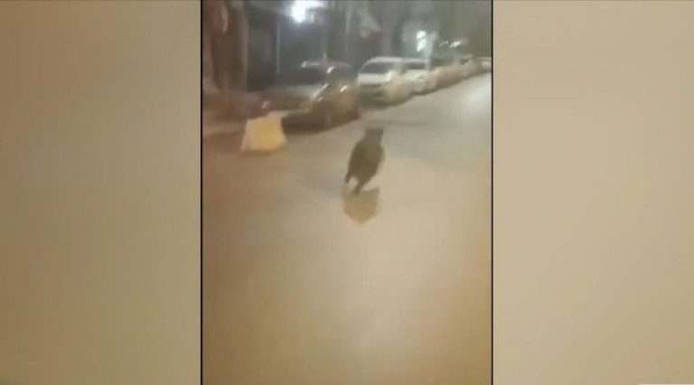 Βίντεο: Αγριογούρουνα στο κέντρο της Θεσσαλονίκης